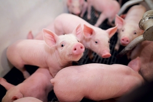 Giá heo hơi hôm nay (28/12): Ổn định trước kỳ nghỉ Tết Dương