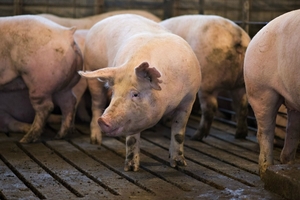 Giá heo hơi hôm nay (30/12): Miền Bắc có nơi lên đến 36.000 đồng/kg