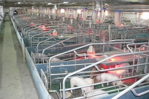 Giá heo hơi hôm nay (2/1): Nhiều tỉnh phía Bắc có mức giá tốt 34.000 - 36.000 đồng/kg