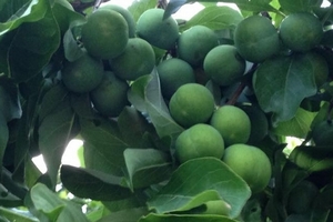 Xuýt xoa vườn cây trái trĩu quả của mẹ Việt đảm ở Mỹ