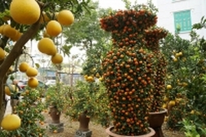 Quất lộc bình giá 45 triệu đồng 'đổ bộ' Hà Nội chờ khách mua chơi Tết