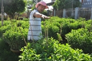 Khánh Hòa: Thấp thỏm vụ hoa Tết