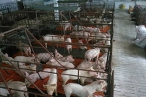 Giá heo hơi trong tuần 1/1 - 7/1: Miền Trung, Nam tăng tốc bám đuổi miền Bắc