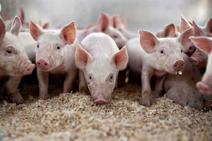 Giá heo hơi hôm nay (8/1): Không có nhiều biến động ở cả 3 miền