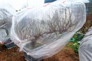 'Ủ ấm' cho đào Tết trong những ngày thời lạnh giá