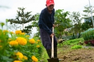 Người dân Đà Nẵng tất bật chăm sóc hoa chờ bán Tết Nguyên đán