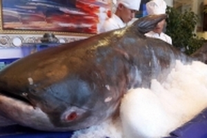 'Quái ngư' sông Mê Kông nặng gần 1,6 tạ xuất hiện ở Hà Tĩnh