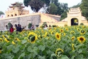 Vườn hoa hướng dương bung nở giữa lòng Hà Nội