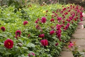 Ngất ngây ngắm thiên đường hoa thược dược nở rực rỡ sưởi ấm những ngày đông Hà Nội