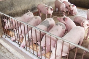 Giá heo hơi hôm nay (14/1): Biến động nhẹ là xu hướng của tuần qua