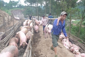 Giá heo hơi hôm nay (15/1) cao nhất vẫn chỉ 36.000 đồng/kg