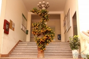 Cây quất độc nhất được ngã giá trăm triệu chưa bán