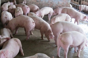 Giá heo hơi hôm nay (17/1): Miền Bắc có nơi đạt 37.000 đồng/kg