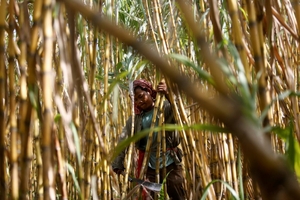 Mía đường vẫn khốn khó: Tồn kho tăng cao nhưng tiêu thụ chậm chạp