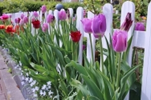 Ngắm vườn tulip rực rỡ khoe hương sắc trong vườn của mẹ Việt ở Hà Lan
