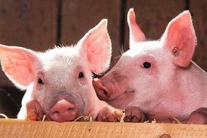 Dự báo giá heo hơi (19/1): Đà tăng liệu có thể duy trì?