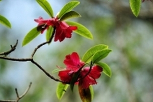 Hoa đỗ quyên có độc tố gây nguy hại tới con người như lời đồn thổi?