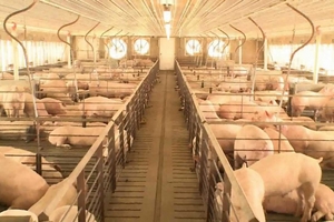 Giá heo hơi hôm nay (21/1): Một tuần lặng sóng