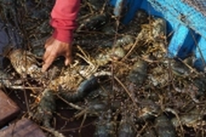 Tôm hùm Cam Ranh ‘lên đỉnh’