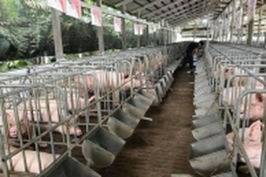 Giá heo hơi hôm nay 22/1: Các nhà bán lẻ thịt heo đẩy mạnh hàng ra thị trường