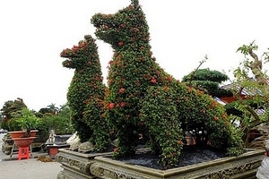 Những cây cảnh tiền tỷ cho Tết Mậu Tuất