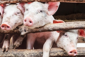 Giá heo hơi hôm nay (27/1): Biến động nhẹ tại hai miền Trung - Nam