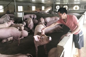 Người nuôi lợn ngụp lặn chờ Tết