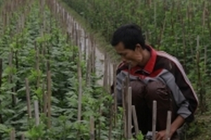 Vựa hoa lớn nhất Huế trồng hoa ngắn ngày phục vụ Tết do bão gây thiệt hại