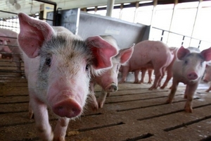 Giá heo hơi hôm nay (30/1): Biến động nhẹ tại miền Nam