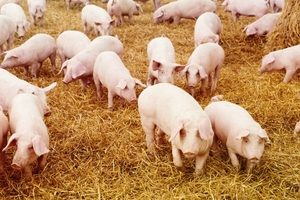 Giá thịt heo chưa hồi phục kéo tụt tăng trưởng của Masan, giá vonfram đưa lợi nhuận MSR tăng 88%