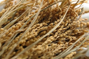 Giá gạo xuất khẩu của Việt Nam loanh quanh ở đỉnh 3 năm