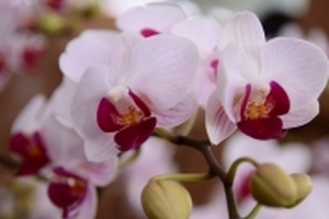 Hoa lan Hồ Điệp giá hàng triệu đồng phục vụ đại gia chơi Tết Mậu Tuất