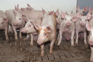 Giá heo hơi hôm nay (4/2): Miền Nam biến động nhiều nhất tuần qua