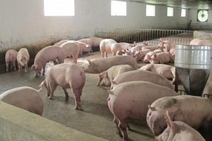 Dự báo giá heo hơi (6/2): Giá heo miền Nam khó ‘sốt’ trở lại trong dịp Tết