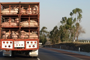 Giá heo hơi hôm nay (5/2): Heo đi biên gặp khó vì Trung Quốc tăng cường kiểm soát biên giới trước Tết