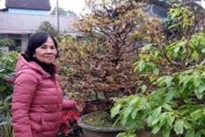 Dân Huế lo lắng vì trời lạnh, nhiều mai không trổ nụ, nở hoa kịp Tết