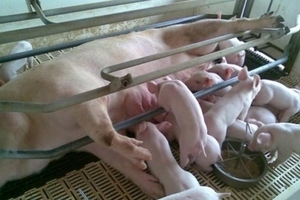 Giá heo hơi hôm nay (6/2): Miền Nam tăng đến 2.000 đồng/kg