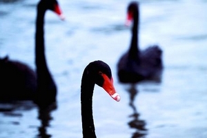 'Thiên nga đen', rủi ro thực sự của nền kinh tế toàn cầu 2018