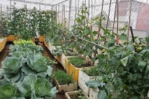 Vườn rau quả sạch xanh tươi một màu trên sân thượng 60m2 của cô giáo xứ Thanh