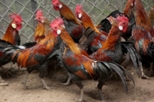 Gà rừng tiến vua hiếm có, khó nuôi của 'ông chủ thiên nga'