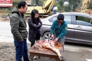 Hai ngày có tới 118 con gia súc ở Lào Cai bị chết rét