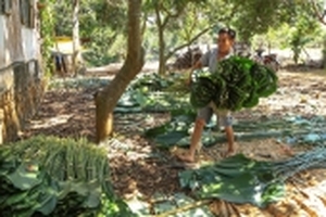 Nhà vườn vất vả thuê người thu hoạch lá dong phục vụ thị trường Tết