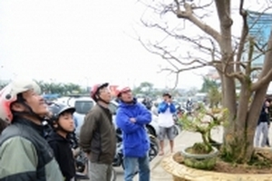 Mang cây mai cổ thụ 2 tỷ đồng từ Gia Lai ra Đà Nẵng để người dân chiêm ngưỡng chứ nhất định không bán