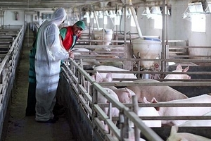 Giá heo hơi hôm nay (8/2): Ghi nhận ngày biến động thứ 3 liên tiếp