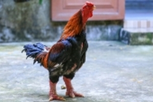 Nhiều người ‘săn lùng’, gà Đông Tảo ở miền Nam ‘cháy’ hàng trước Tết