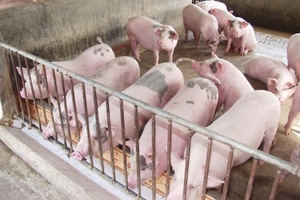 Giá heo hơi hôm nay (9/2): Khó có thể đạt 40.000 đồng/kg trong dịp Tết này