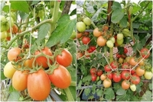 Ông bố trẻ tiết lộ bí quyết trồng cà chua trên sân thượng hái mỏi tay không hết quả