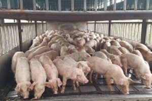 Giá heo hơi hôm nay 13/2: Giáp Tết thương lái tiếp tục gom hàng