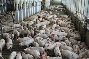Giá heo hơi hôm nay (15/2): Đợt thu mua cuối cùng trước kỳ nghỉ lễ