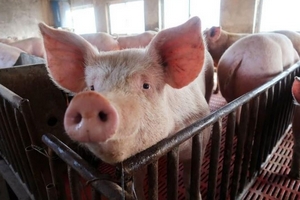 Giá heo hơi hôm nay (17/2): Đẹp ngày, thương lái bắt đầu thu mua trở lại